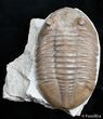 D Asaphus Expansus Trilobite - #2788-1